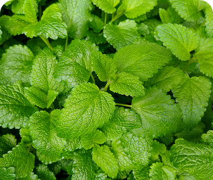 LEMON BALM